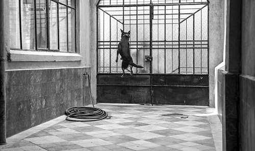 Il Consiglio di Oggi, mercoledì 14 agosto 2019