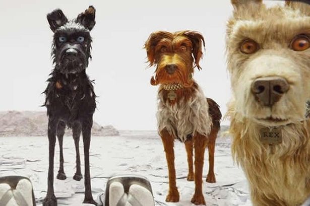 Al cinema con il cane a Torino? Dove si può entrare (e dove no)